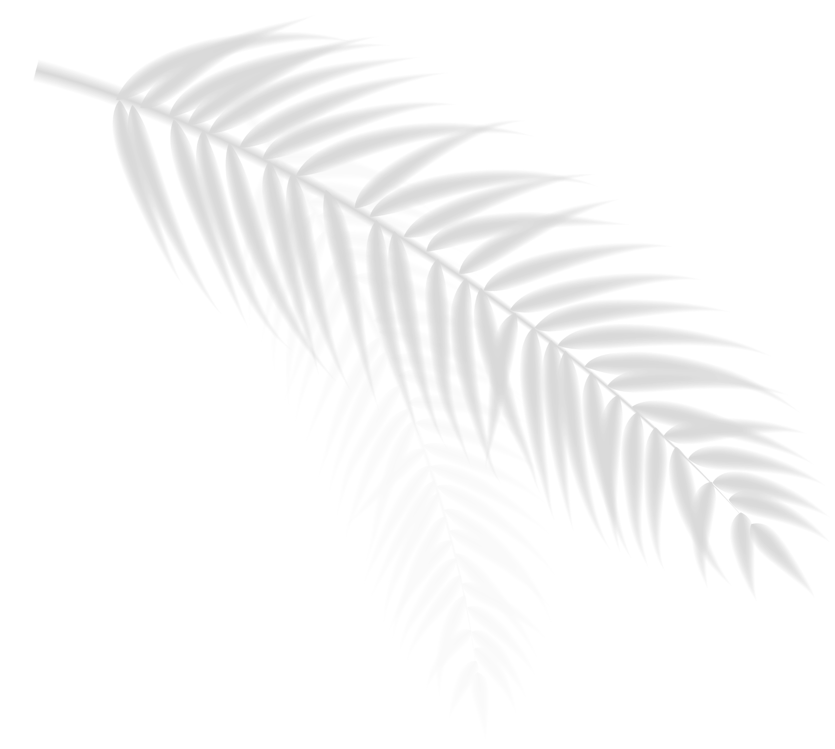 A light grey palm leaf on a white backdrop.